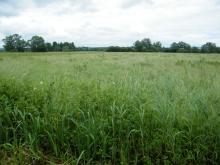 Prairie dont la fauche a été retardée pour la protection du Courlis cendré
