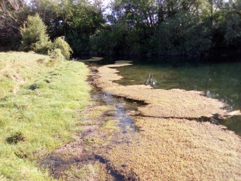 Tapis de Crassule des étangs à Bras-sur-Meuse
