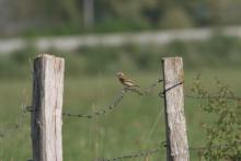 Tarier des prés - Saxicola rubreta (D. Boulenger)