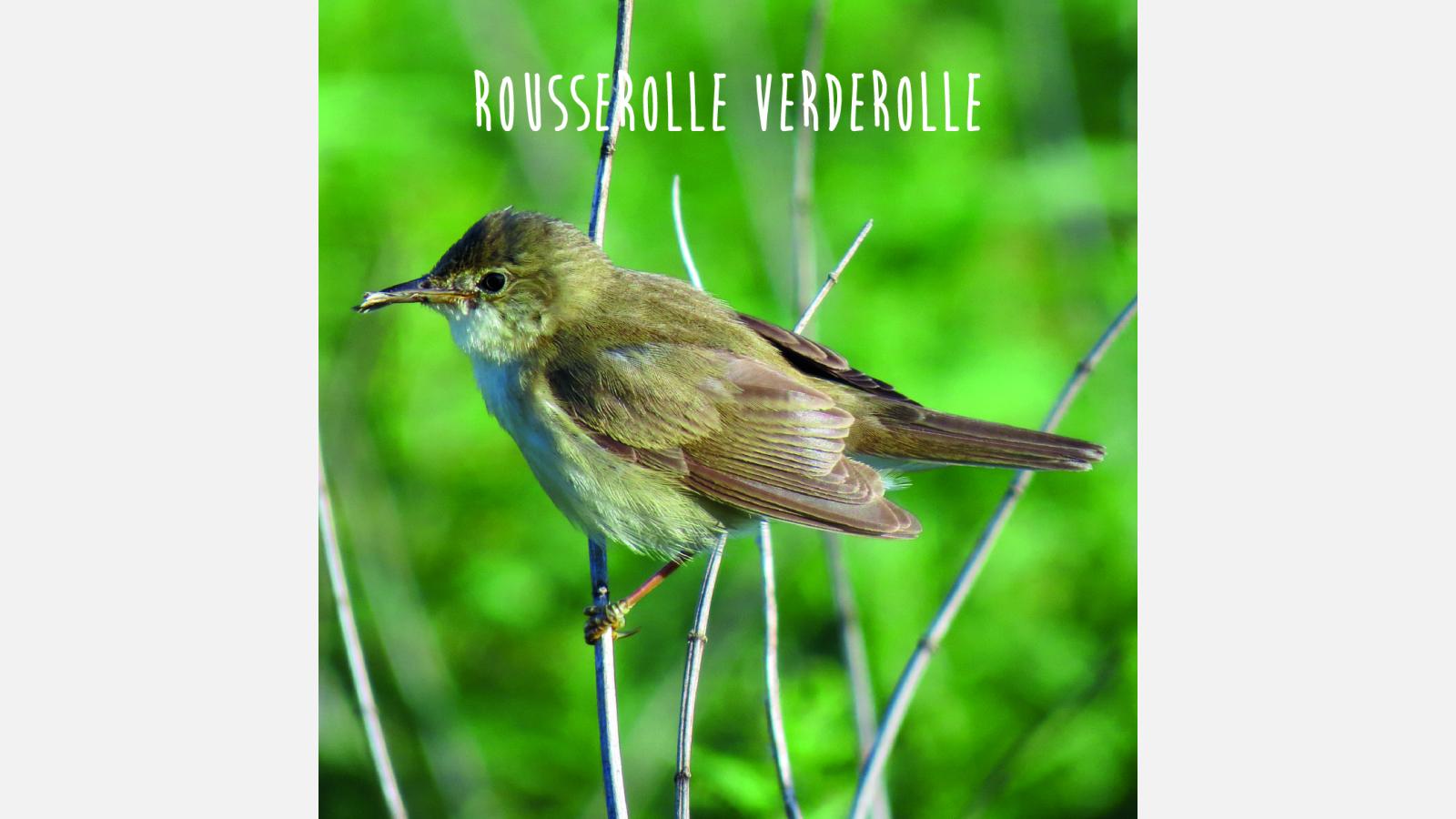 Rousserolle verderolle