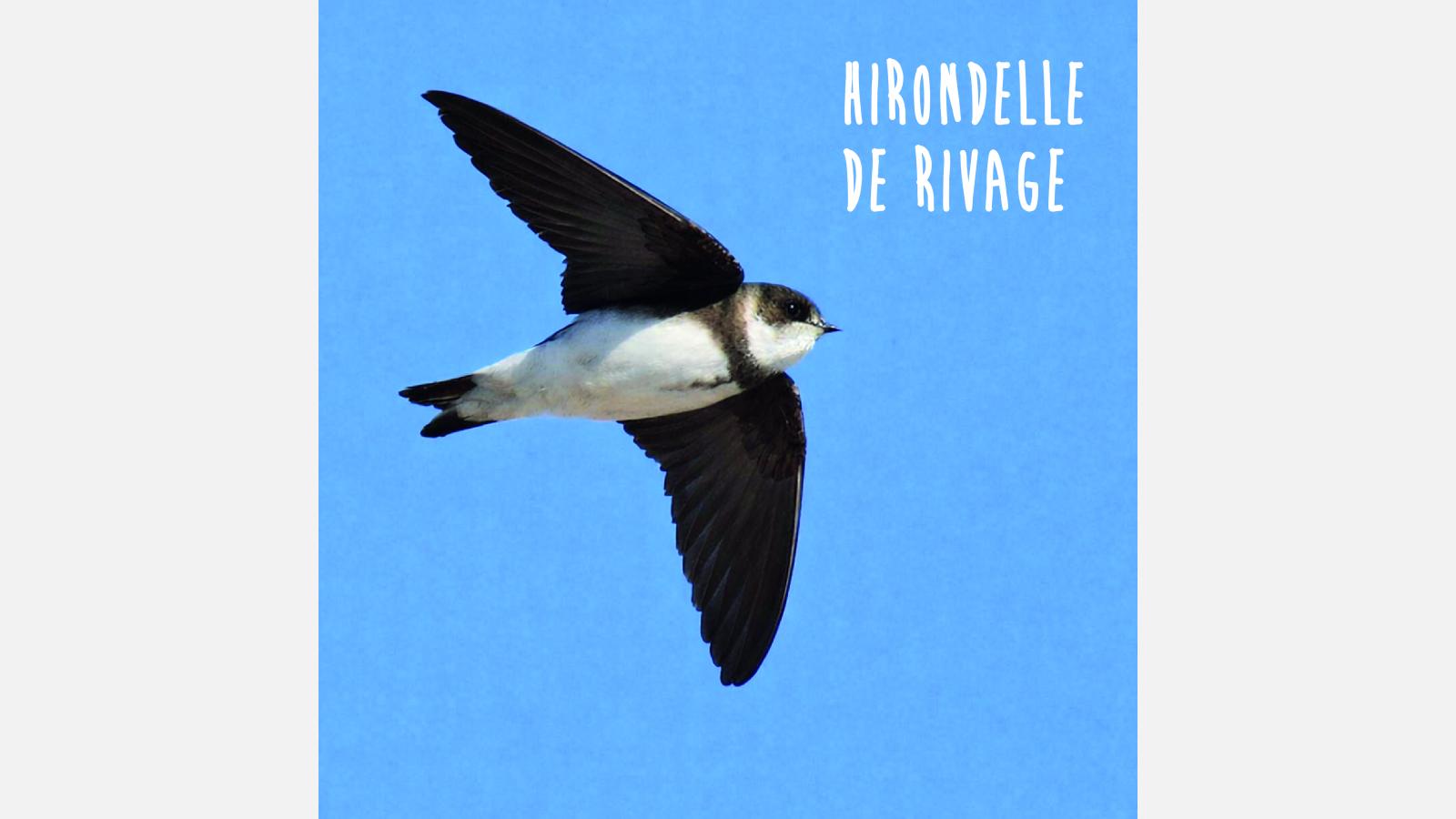 Hirondelle de rivage