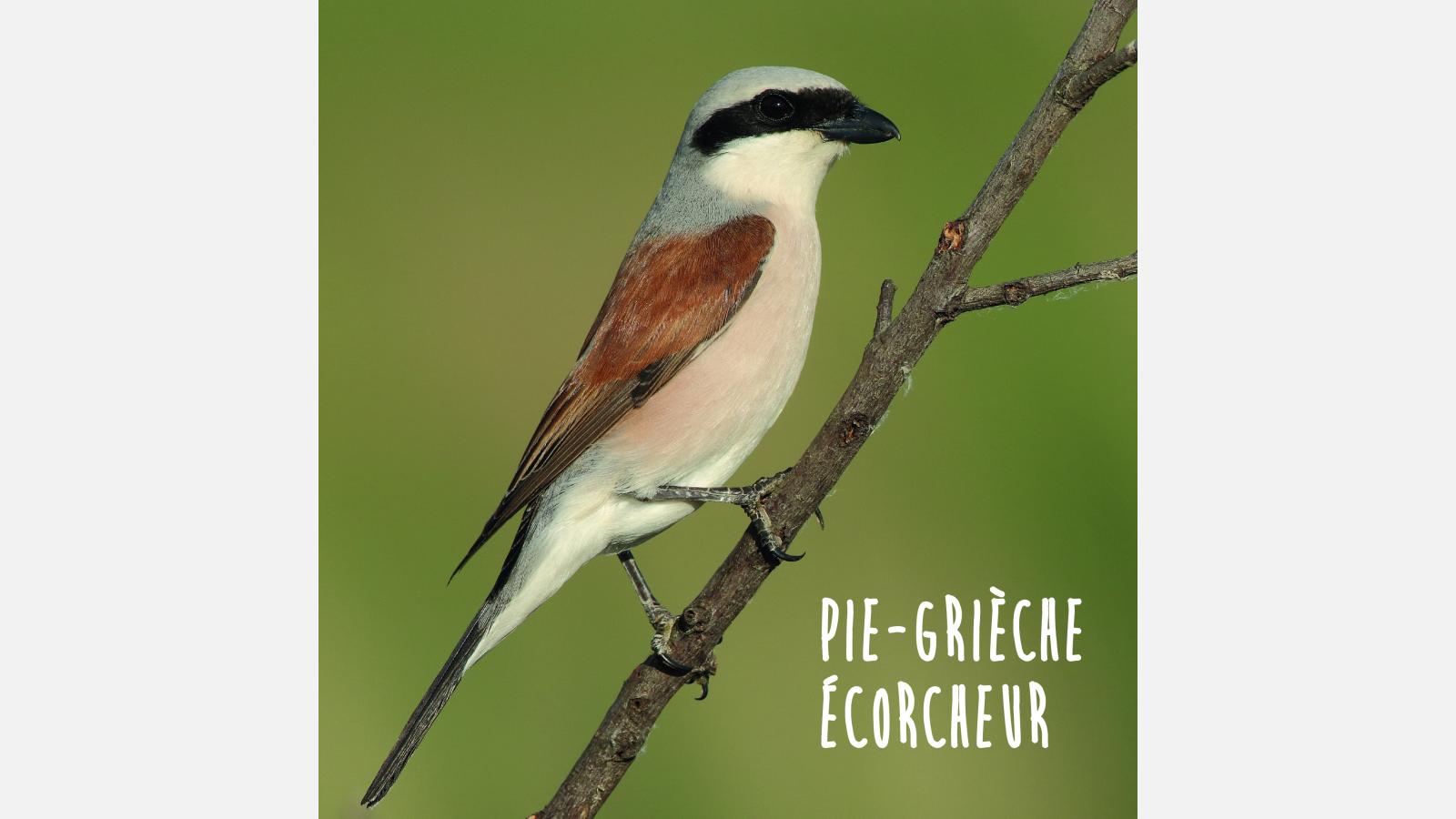Pie grièche
