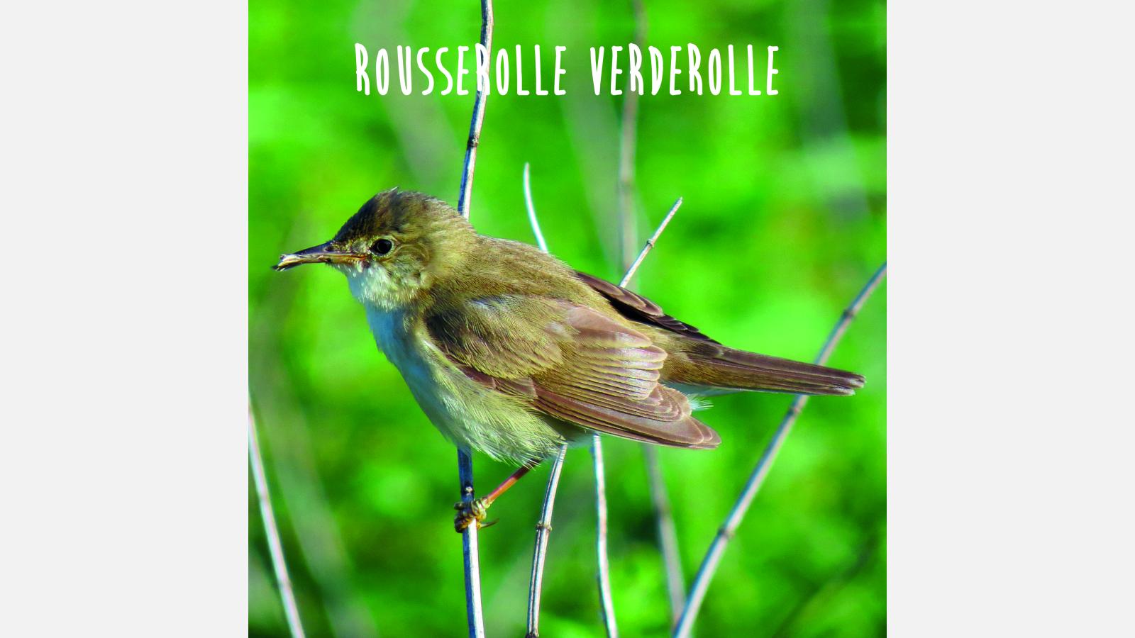 Rousserolle verderolle